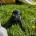 Staffordshire Bull Terrier