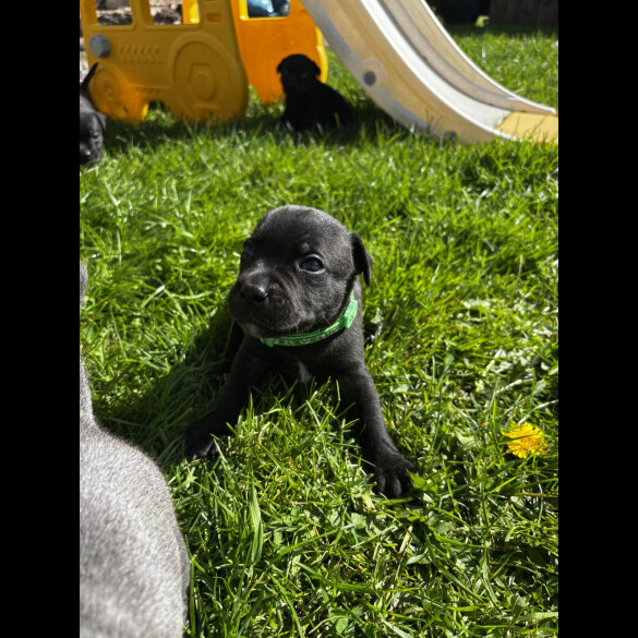 Staffordshire Bull Terrier