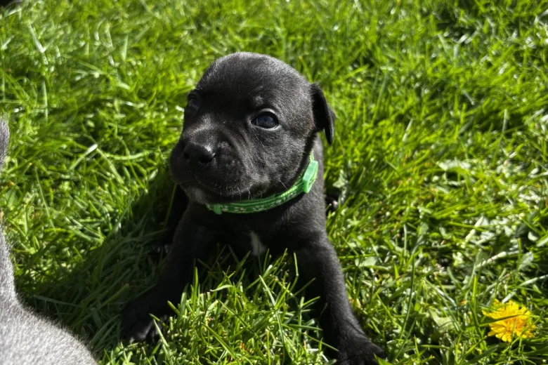 Staffordshire Bull Terrier