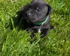 Staffordshire Bull Terrier