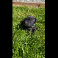 Staffordshire Bull Terrier