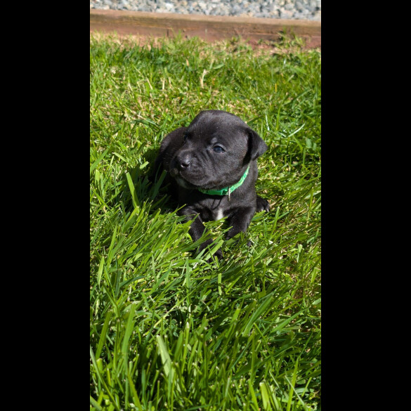 Staffordshire Bull Terrier