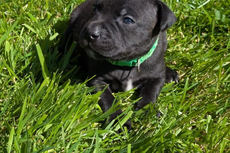 Staffordshire Bull Terrier