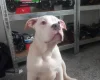 Staffordshire Bull Terrier