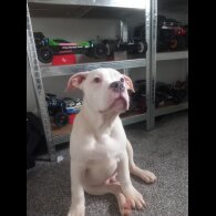 Staffordshire Bull Terrier