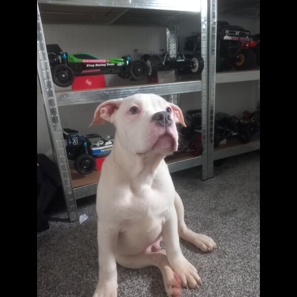 Staffordshire Bull Terrier