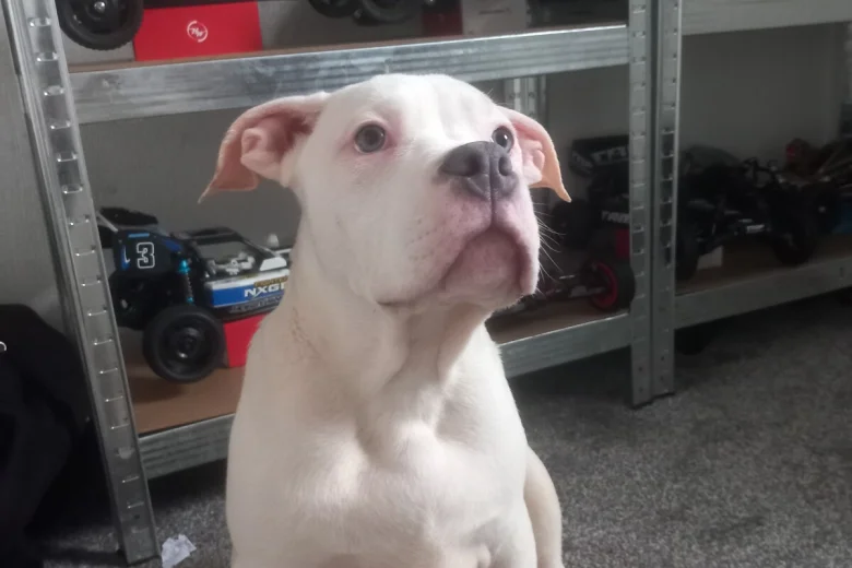 Staffordshire Bull Terrier