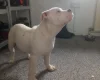 Staffordshire Bull Terrier