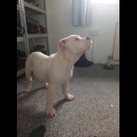 Staffordshire Bull Terrier