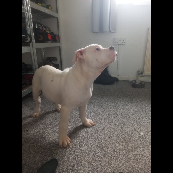Staffordshire Bull Terrier