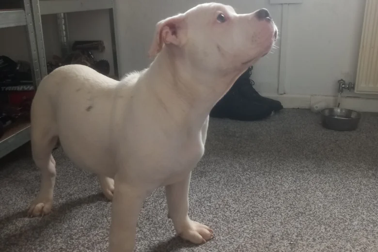 Staffordshire Bull Terrier