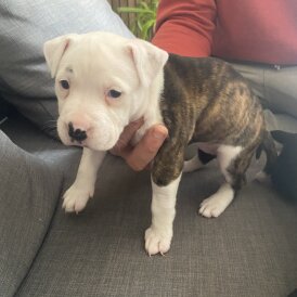 Staffordshire Bull Terrier