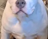 Staffordshire Bull Terrier