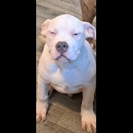 Staffordshire Bull Terrier