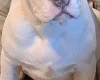 Staffordshire Bull Terrier
