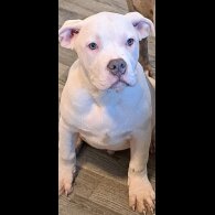 Staffordshire Bull Terrier