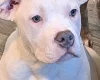 Staffordshire Bull Terrier