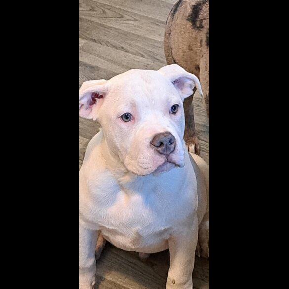 Staffordshire Bull Terrier