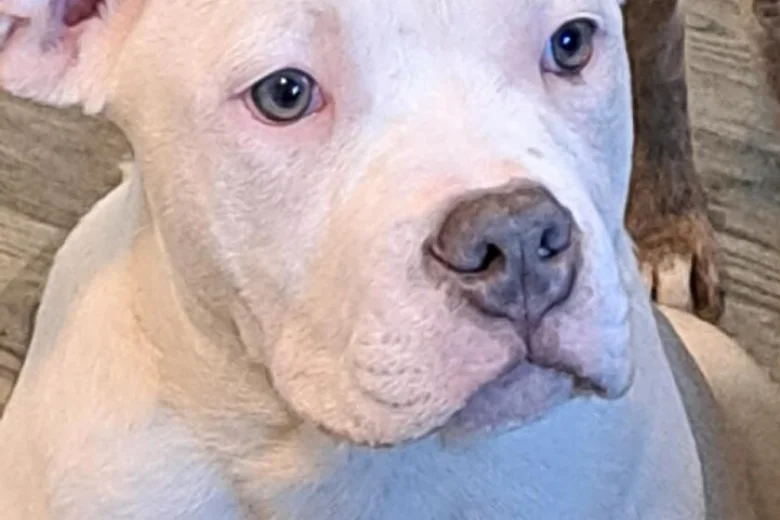 Staffordshire Bull Terrier