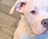 Staffordshire Bull Terrier