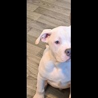 Staffordshire Bull Terrier