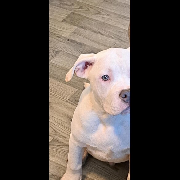 Staffordshire Bull Terrier