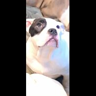 Staffordshire Bull Terrier
