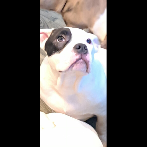 Staffordshire Bull Terrier