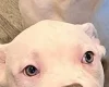 Staffordshire Bull Terrier