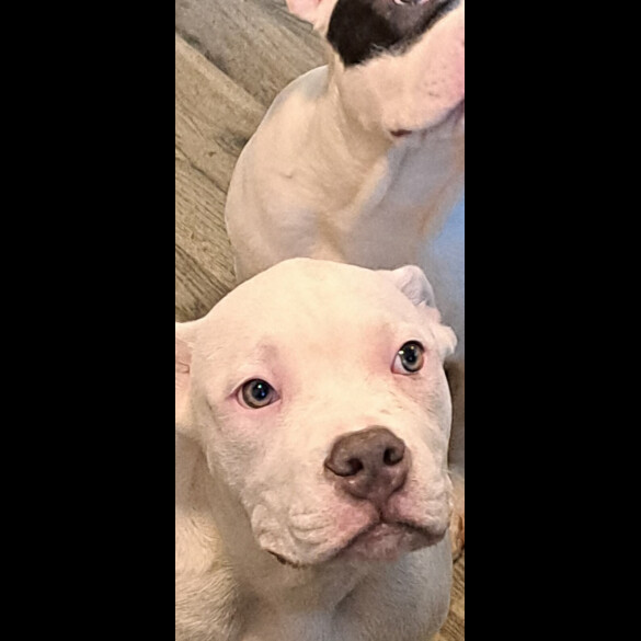 Staffordshire Bull Terrier