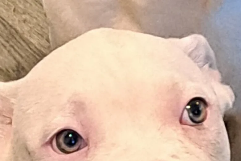 Staffordshire Bull Terrier