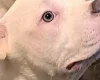 Staffordshire Bull Terrier