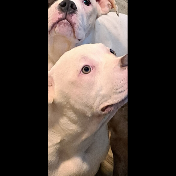 Staffordshire Bull Terrier