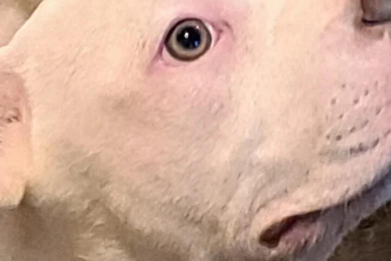 Staffordshire Bull Terrier