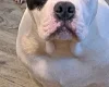 Staffordshire Bull Terrier