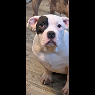 Staffordshire Bull Terrier