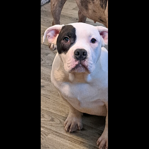 Staffordshire Bull Terrier