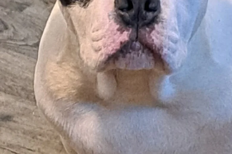 Staffordshire Bull Terrier