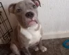 Staffordshire Bull Terrier