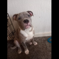 Staffordshire Bull Terrier