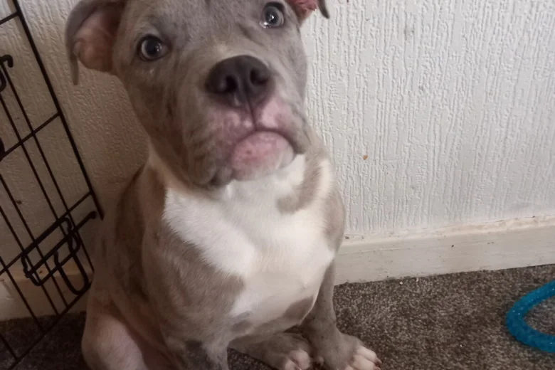 Staffordshire Bull Terrier