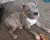 Staffordshire Bull Terrier