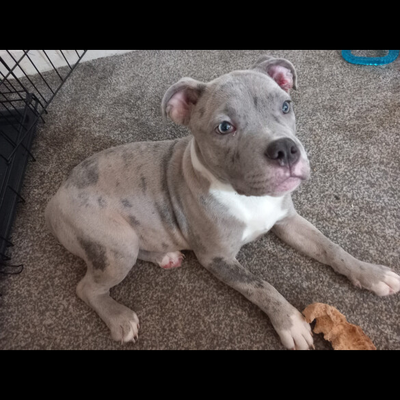 Staffordshire Bull Terrier
