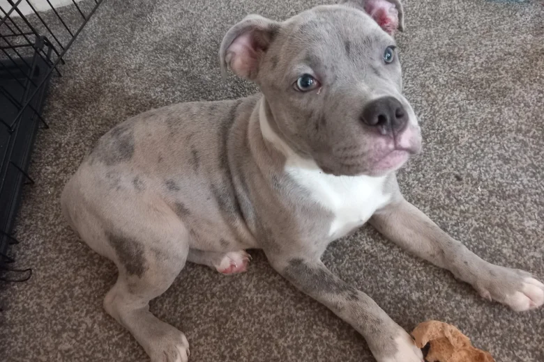 Staffordshire Bull Terrier
