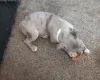Staffordshire Bull Terrier