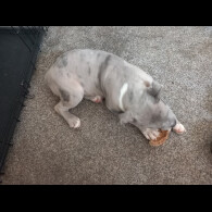 Staffordshire Bull Terrier