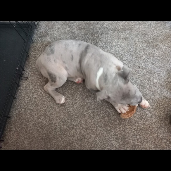 Staffordshire Bull Terrier