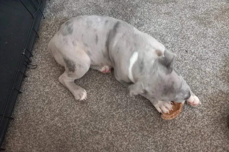 Staffordshire Bull Terrier