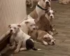 Staffordshire Bull Terrier