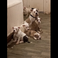 Staffordshire Bull Terrier
